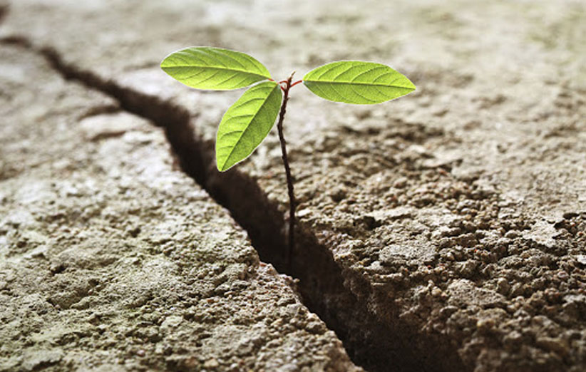 سیلی واقعیت